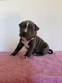 Cucciolo maschio - cane Amstaff