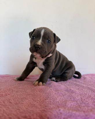 Cucciolo maschio - cane Amstaff