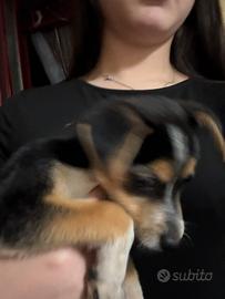 Chihuahua pincher