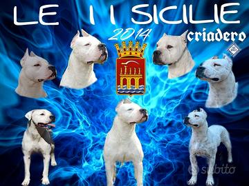 Si possono prenotare cuccioli di Dogo Argentino