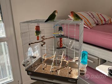 Pappagalli inseparabili