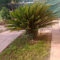 cycas