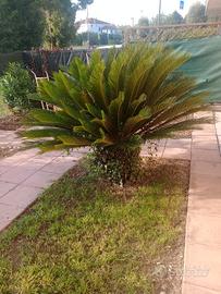 cycas