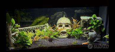 Acquario tropicale completo oltre 1 anno