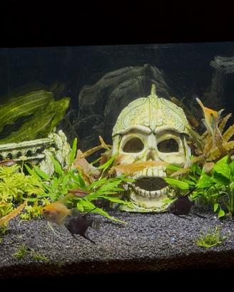 Acquario tropicale completo oltre 1 anno