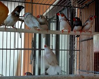 Cocorite e bengalini