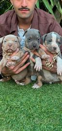Pitbull tricolor 