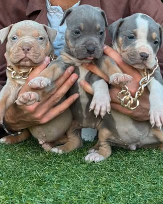 Pitbull tricolor 