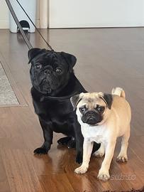 Ultimi due cuccioli neri carlino pedigree