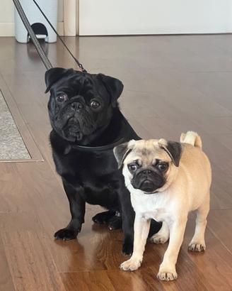 Ultimi due cuccioli neri carlino pedigree