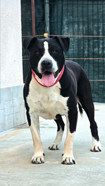 R.E.G.A.L.O Amstaff maschio adulto Pedigree ENCI