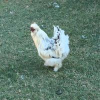 Animali gallo moroseta