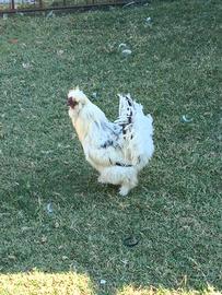 Animali gallo moroseta