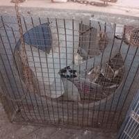 ventole x allevamento 