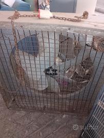 ventole x allevamento 