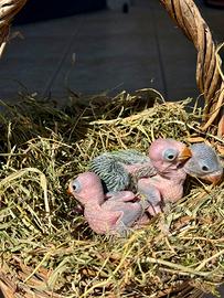 Pulli Parrocchetto dal collare