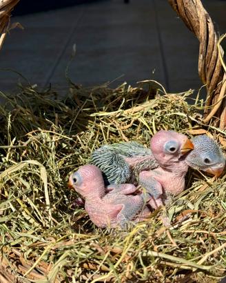 Pulli Parrocchetto dal collare