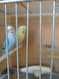 Cocorite