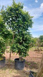 alberi, alberature, cespugli, arbusti