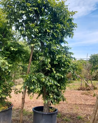 alberi, alberature, cespugli, arbusti