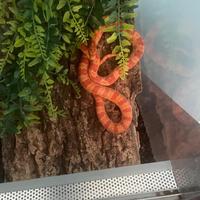 Serpente del grano rosso