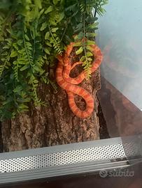 Serpente del grano rosso