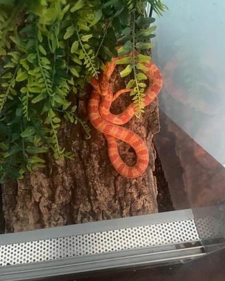 Serpente del grano rosso