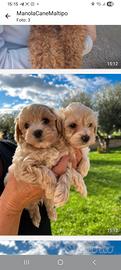 Cuccioli di malipoo