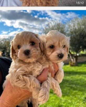 Cuccioli di malipoo