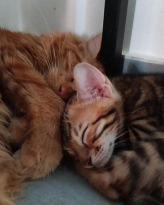 Cuccioli bengala
