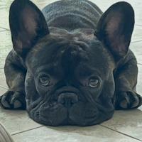 Bulldog Francese disponibile per monta