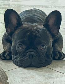 Bulldog Francese disponibile per monta