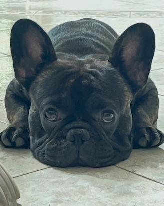 Bulldog Francese disponibile per monta