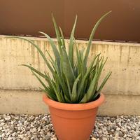 Piante di aloe vera (trattabile)