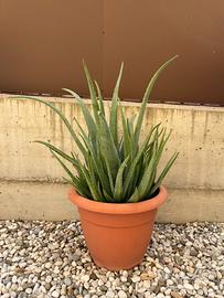 Piante di aloe vera (trattabile)