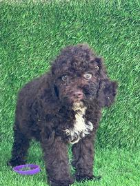 Lagotto romagnolo