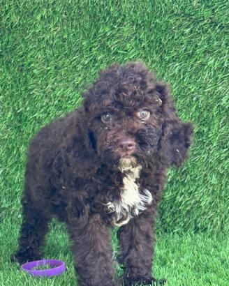 Lagotto romagnolo