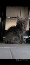 Maine coon cuccioli pedigree AFI