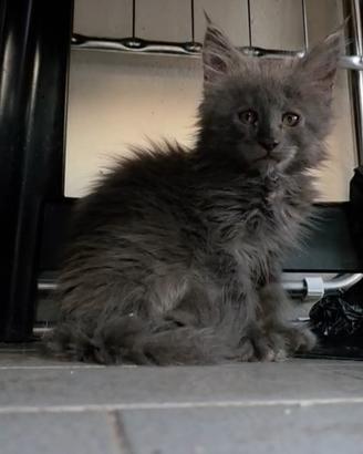 Maine coon cuccioli pedigree AFI