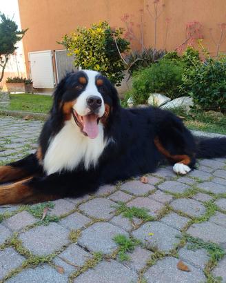 Bovaro del bernese per monta/accoppiamento