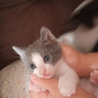 Animali
