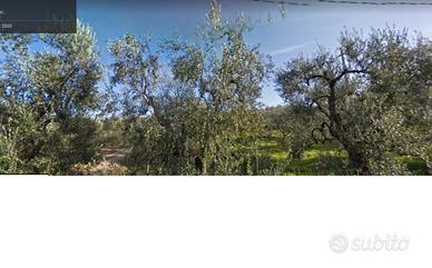 Uliveto di circa ettari 9 con pozzo artesiano