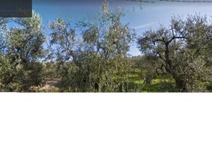 Uliveto di circa ettari 9 con pozzo artesiano