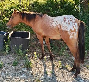 Appaloosa Puledro 2024