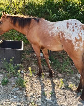Appaloosa Puledro 2024