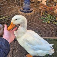 Pulcini pechino e muta