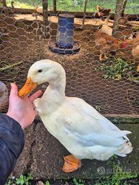 Pulcini pechino e muta