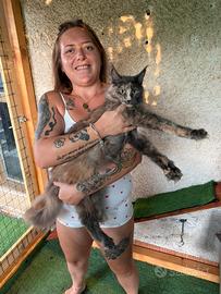 Gatto maine coon