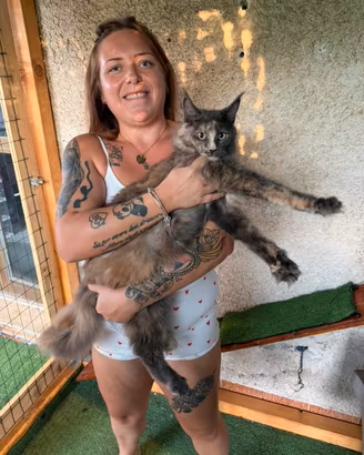 Gatto maine coon