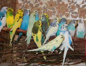 Colorite allevato a mano